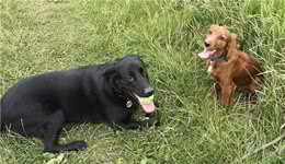 养狗成本太高？试试自制狗粮吧