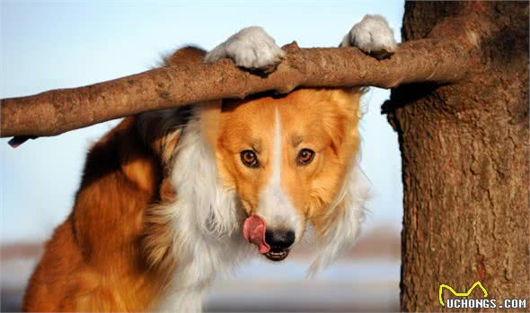 边境牧羊犬也不能当警犬？警察：这6点不符合