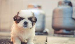 辟谣：犬瘟真的致命吗？及早发现尽早治疗或许能挽救狗狗的性命