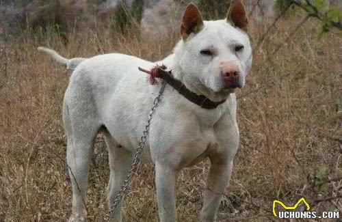 下司犬的几大不足，网友：即便我想要养也不敢养呀