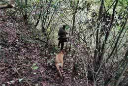 警犬追踪，7小时寻回3头耕牛