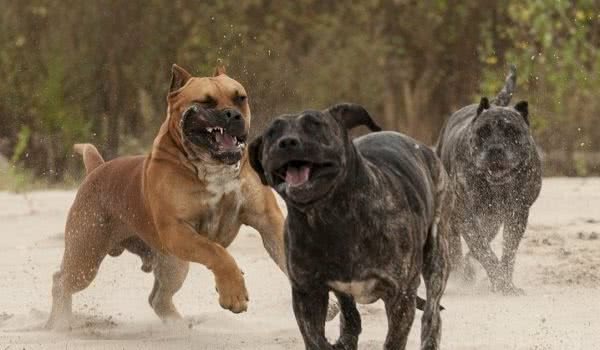 史上最凶残的4种猛犬，一种被称为变异美洲狮，一种必须铁笼圈养