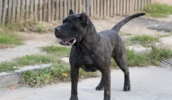 史上最凶残的4种猛犬，一种被称为变异美洲狮，一种必须铁笼圈养