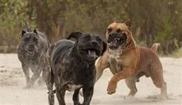 史上最凶残的4种猛犬，一种被称为变异美洲狮，一种必须铁笼圈养