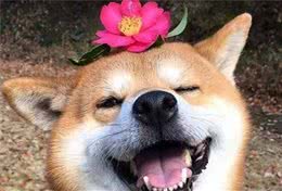 狗狗总是“笑眯眯”，不止是开心，还可能是生病了