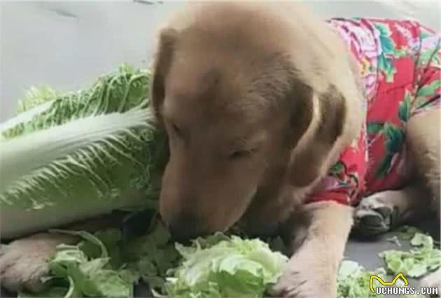 在你眼中不屑一顾的六种食物，其实都是狗狗的最爱