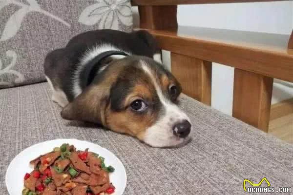 在你眼中不屑一顾的六种食物，其实都是狗狗的最爱