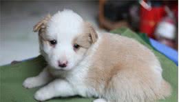 养宠知识：幼犬该怎么养？这几点一定得记牢