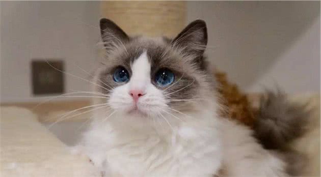 世界上十种最贵的猫咪：最贵的猫咪其实就在自己家里