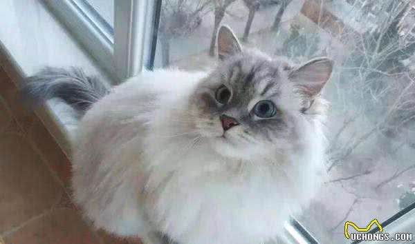 世界上十种最贵的猫咪：最贵的猫咪其实就在自己家里