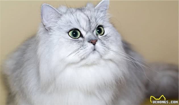 世界上十种最贵的猫咪：最贵的猫咪其实就在自己家里