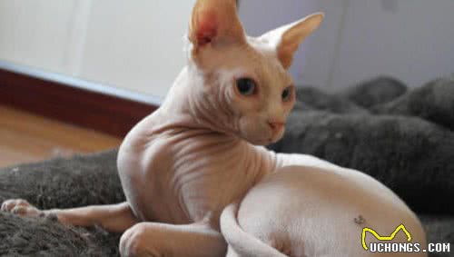世界上十种最贵的猫咪：最贵的猫咪其实就在自己家里