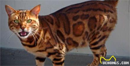 世界上十种最贵的猫咪：最贵的猫咪其实就在自己家里