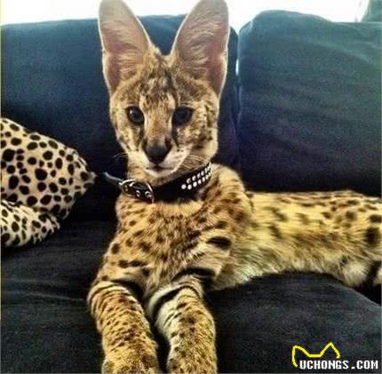 世界上十种最贵的猫咪：最贵的猫咪其实就在自己家里
