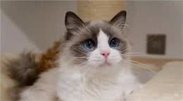 世界上十种最贵的猫咪：最贵的猫咪其实就在自己家里