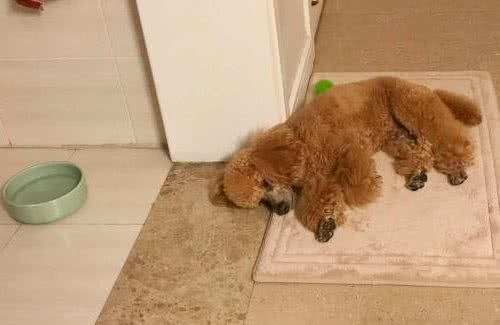 泰迪犬挑食怎么办？