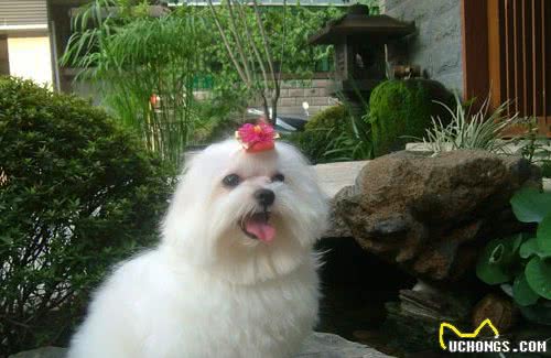高颜值马尔济斯犬，优点不少，为什么饲养的人不多？