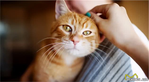 猫是“独行侠”所以不怕孤独？70%的猫可能会患上分离焦虑症