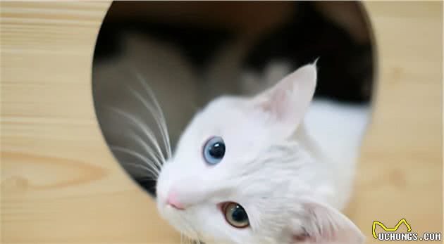 猫是“独行侠”所以不怕孤独？70%的猫可能会患上分离焦虑症