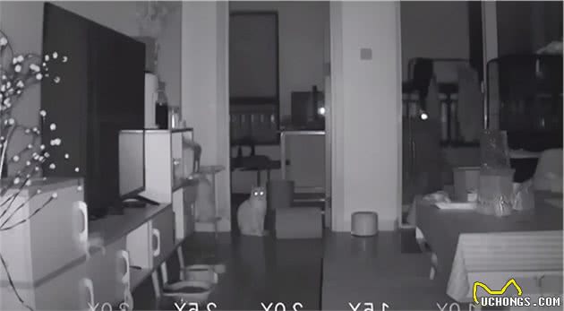 猫是“独行侠”所以不怕孤独？70%的猫可能会患上分离焦虑症