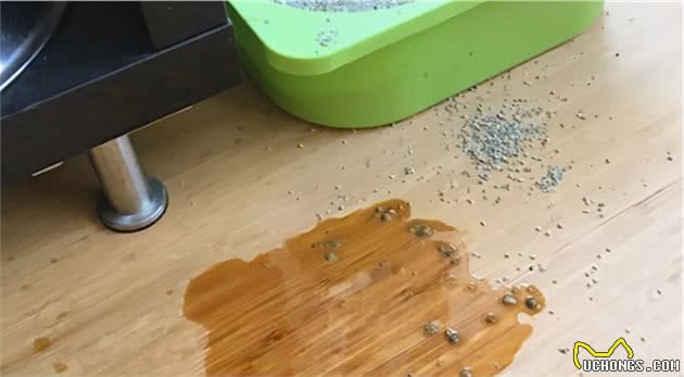 猫是“独行侠”所以不怕孤独？70%的猫可能会患上分离焦虑症