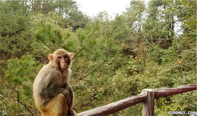 谁说土狗比洋狗笨?小伙带着土狗去旅行，能看包背水