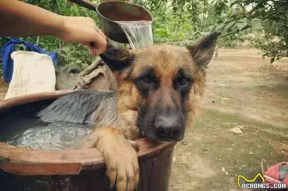 德国牧羊犬的5大缺点，网友：就算想养也不敢养啊！