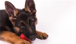 德国牧羊犬的5大缺点，网友：就算想养也不敢养啊！