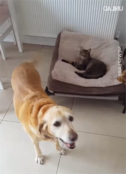 狗狗床被猫咪抢走，主人拼命鼓励它不要怂，你是一只狗啊