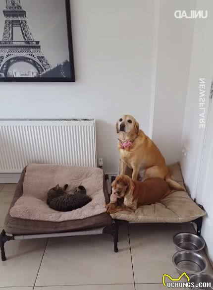 狗狗床被猫咪抢走，主人拼命鼓励它不要怂，你是一只狗啊