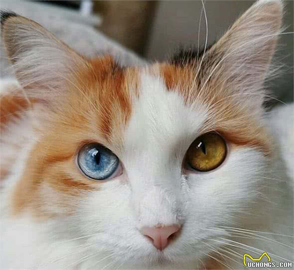 猫也会怕孤独？70%猫更喜欢群居，猫独处8小时后会慌乱