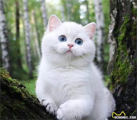 猫也会怕孤独？70%猫更喜欢群居，猫独处8小时后会慌乱