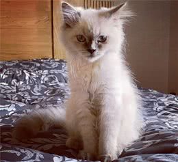 猫也会怕孤独？70%猫更喜欢群居，猫独处8小时后会慌乱