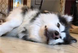 狗狗“发抖”的7大原因，你知道几个呢？