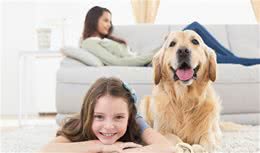 长时间把狗狗留在家，它开心吗？不止心理有影响，对身体也不好