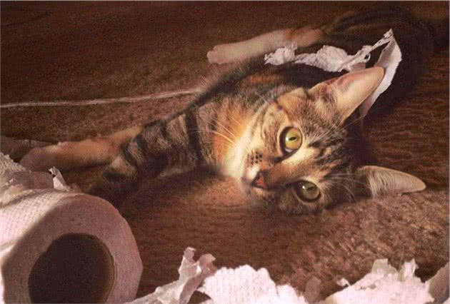 猫咪单独生活并不会感到孤独，但也不代表可以一直被关在家中