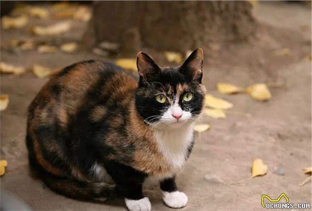 猫咪单独生活并不会感到孤独，但也不代表可以一直被关在家中