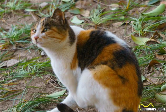 猫咪单独生活并不会感到孤独，但也不代表可以一直被关在家中