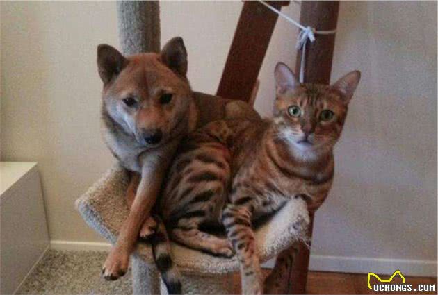 猫咪单独生活并不会感到孤独，但也不代表可以一直被关在家中