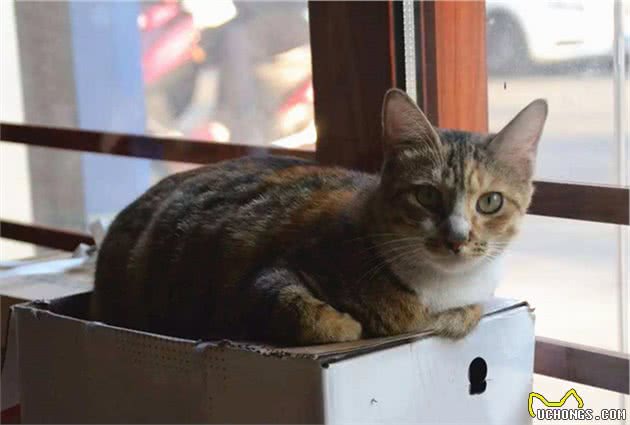 猫咪单独生活并不会感到孤独，但也不代表可以一直被关在家中