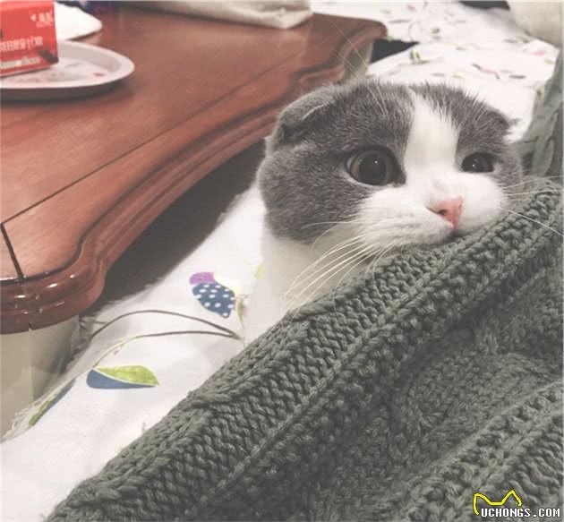 猫咪单独生活并不会感到孤独，但也不代表可以一直被关在家中