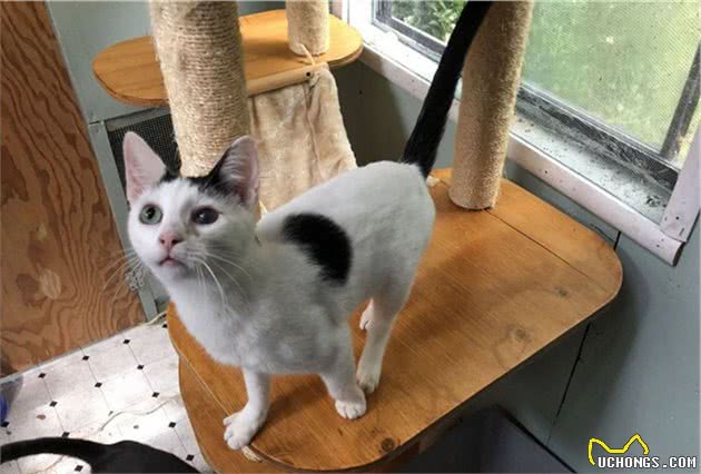猫咪单独生活并不会感到孤独，但也不代表可以一直被关在家中