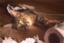 猫咪单独生活并不会感到孤独，但也不代表可以一直被关在家中