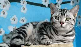 美国短毛猫和狸花猫有什么区别？通过这些对比，一目了然