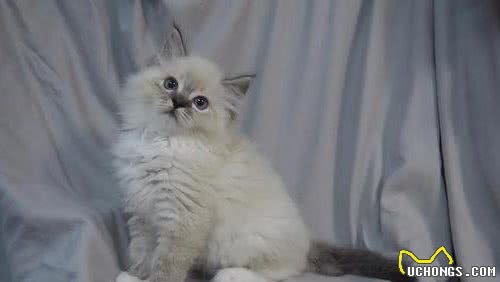 蓝山双布偶是什么？布偶猫花色这么多，了解这六点就知道怎么分辨