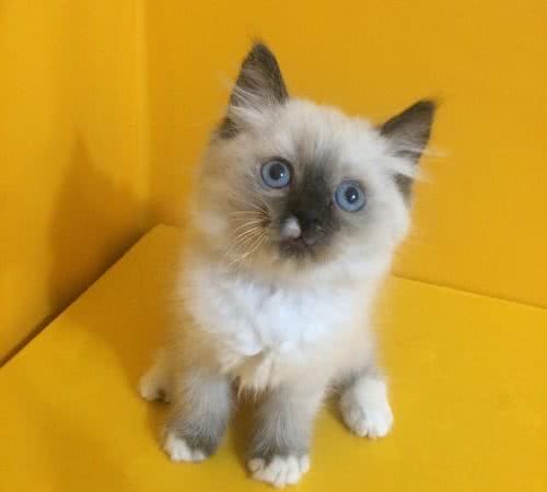 蓝山双布偶是什么？布偶猫花色这么多，了解这六点就知道怎么分辨