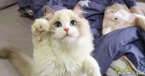 蓝山双布偶是什么？布偶猫花色这么多，了解这六点就知道怎么分辨