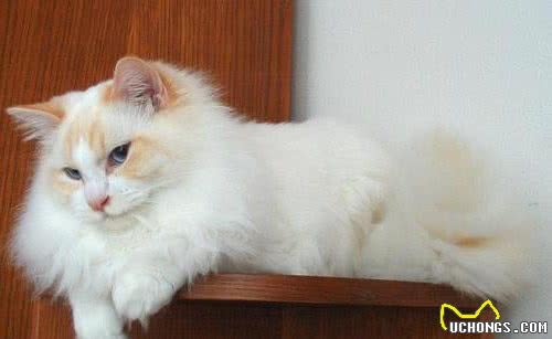 蓝山双布偶是什么？布偶猫花色这么多，了解这六点就知道怎么分辨