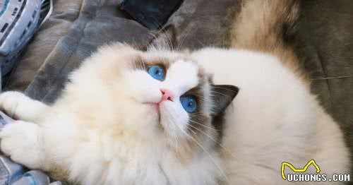 蓝山双布偶是什么？布偶猫花色这么多，了解这六点就知道怎么分辨