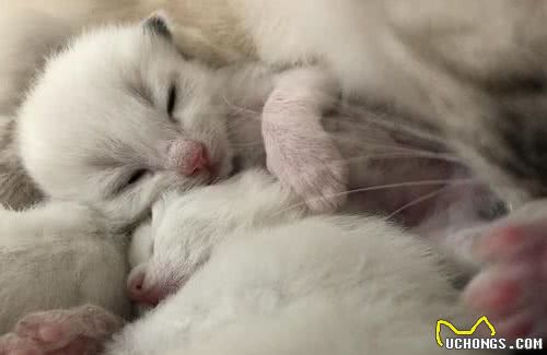 蓝山双布偶是什么？布偶猫花色这么多，了解这六点就知道怎么分辨